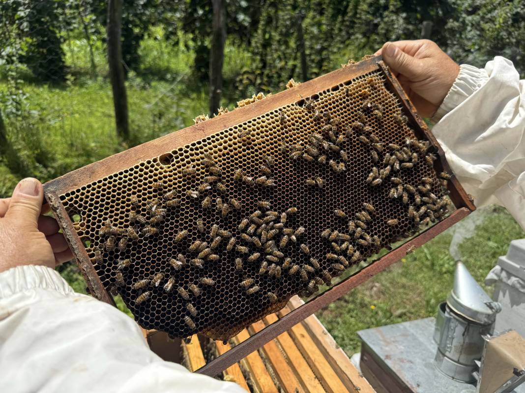 Öyle tatlı ki! Hasadı gelmeden sipariş yağmuru geliyor 5